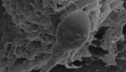 How Microgravity Disrupts Sperm Navigation: New Research Reveals Challenges for Human Reproduction Beyond Earth