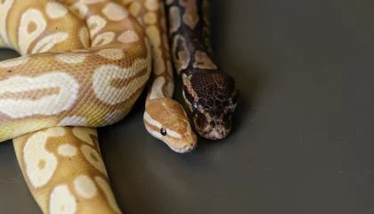 How Python Biology Could Inspire New Weight-Loss Drug Development